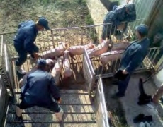 Не рекомендується переганяти свиней із використанням електрошокера